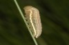 Coenonympha pamphilus: Taxon lyllus: Raupe L4 (e.o. Spanien, Jaen, Santiago de la Espada, Eiablage im April 2024) [S]