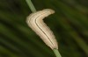 Coenonympha pamphilus: Taxon lyllus: Raupe L4 (e.o. Spanien, Jaen, Santiago de la Espada, Eiablage im April 2024) [S]