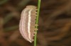 Coenonympha pamphilus: Taxon lyllus: Raupe L4 (e.o. Spanien, Jaen, Santiago de la Espada, Eiablage im April 2024) [S]