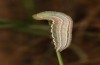 Coenonympha pamphilus: Taxon lyllus: Raupe L4 (e.o. Spanien, Jaen, Santiago de la Espada, Eiablage im April 2024) [S]