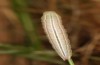 Coenonympha pamphilus: Taxon lyllus: Raupe L4 (e.o. Spanien, Jaen, Santiago de la Espada, Eiablage im April 2024) [S]
