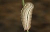 Coenonympha pamphilus: Taxon lyllus: Raupe L4 (e.o. Spanien, Jaen, Santiago de la Espada, Eiablage im April 2024) [S]