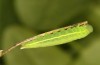 Coenonympha pamphilus: Taxon lyllus: Raupe L4 (e.o. Spanien, Jaen, Santiago de la Espada, Eiablage im April 2024) [S]