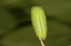 Coenonympha pamphilus: Taxon lyllus: Raupe L4 (e.o. Spanien, Jaen, Santiago de la Espada, Eiablage im April 2024) [S]