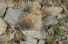 Coenonympha pamphilus: Taxon lyllus: Männchen (Spanien, Sierra de las Nieves bei Ronda, März 2019) [N]