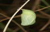 Coenonympha pamphilus: Taxon lyllus: Puppe (e.o. Spanien, Jaen, Santiago de la Espada, Eiablage im April 2024) [S]