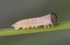 Coenonympha pamphilus: Taxon lyllus: Raupe L1 (e.o. Spanien, Jaen, Santiago de la Espada, Eiablage im April 2024) [S]