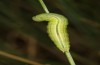 Coenonympha pamphilus: Taxon lyllus: Raupe L4 (e.o. Spanien, Jaen, Santiago de la Espada, Eiablage im April 2024) [S]