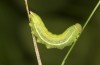 Coenonympha pamphilus: Taxon lyllus: Raupe L4 (e.o. Spanien, Jaen, Santiago de la Espada, Eiablage im April 2024) [S]