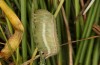 Coenonympha pamphilus: Taxon lyllus: Raupe L4 verpuppungsreif (e.o. Spanien, Jaen, Santiago de la Espada, Eiablage im April 2024) [S]