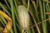Coenonympha pamphilus: Taxon lyllus: Raupe L4 verpuppungsreif (e.o. Spanien, Jaen, Santiago de la Espada, Eiablage im April 2024) [S]