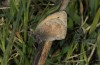Coenonympha pamphilus: Taxon lyllus: Männchen (Spanien, Sierra de las Nieves bei Ronda, März 2019) [N]