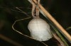 Coenonympha pamphilus: Taxon lyllus: Puppe (e.o. Spanien, Jaen, Santiago de la Espada, Eiablage im April 2024) [S]