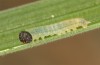 Coenonympha pamphilus: Taxon lyllus: Raupe L1 (e.o. Spanien, Jaen, Santiago de la Espada, Eiablage im April 2024) [S]