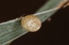 Coenonympha pamphilus: Taxon lyllus: Ei nach einigen Tagen (e.o. Spanien, Jaen, Santiago de la Espada, Eiablage im April 2024) [S]