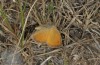 Coenonympha pamphilus: Taxon lyllus: Fliegender Falter (Spanien, Sierra de las Nieves bei Ronda, März 2019) [N]