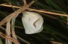 Coenonympha pamphilus: Taxon lyllus: Puppe (e.o. Spanien, Jaen, Santiago de la Espada, Eiablage im April 2024) [S]