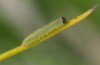 Coenonympha pamphilus: Taxon lyllus: Raupe L1 (e.o. Spanien, Granada, Sierra de Huetor, März 2019) [S]