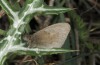 Coenonympha pamphilus: Taxon lyllus: Männchen (Spanien, Cadiz, März 2019) [N]