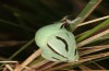 Coenonympha pamphilus: Taxon lyllus: Puppe (e.o. Spanien, Jaen, Santiago de la Espada, Eiablage im April 2024) [S]