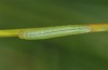 Coenonympha pamphilus: Taxon lyllus: Raupe L2 (e.o. Spanien, Granada, Sierra de Huetor, März 2019) [S]