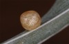 Coenonympha pamphilus: Taxon lyllus: Ei nach einigen Tagen (e.o. Spanien, Jaen, Santiago de la Espada, Eiablage im April 2024) [S]