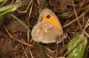 Coenonympha pamphilus: Taxon lyllus: Männchen (e.o. Spanien, Jaen, Santiago de la Espada, Eiablage im April 2024) [S]