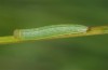 Coenonympha pamphilus: Taxon lyllus: Raupe L2 (e.o. Spanien, Granada, Sierra de Huetor, März 2019) [S]