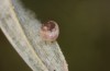 Coenonympha pamphilus: Taxon lyllus: Ei kurz vor dem Raupenschlupf (e.o. Spanien, Jaen, Santiago de la Espada, Eiablage im April 2024) [S]