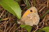Coenonympha pamphilus: Taxon lyllus: Männchen (e.o. Spanien, Jaen, Santiago de la Espada, Eiablage im April 2024) [S]