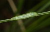 Coenonympha pamphilus: Taxon lyllus: Raupe L2 (e.o. Spanien, Jaen, Santiago de la Espada, Eiablage im April 2024) [S]