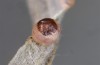 Coenonympha pamphilus: Taxon lyllus: Ei kurz vor dem Raupenschlupf (e.o. Spanien, Jaen, Santiago de la Espada, Eiablage im April 2024) [S]