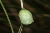 Coenonympha pamphilus: Taxon lyllus: Puppe (e.o. Spanien, Jaen, Santiago de la Espada, Eiablage im April 2024) [S]