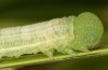 Coenonympha pamphilus: Taxon lyllus: Raupe L4 (e.o. Spanien, Jaen, Santiago de la Espada, Eiablage im April 2024) [S]