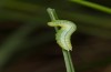 Coenonympha pamphilus: Taxon lyllus: Raupe L2 (e.o. Spanien, Jaen, Santiago de la Espada, Eiablage im April 2024) [S]