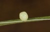Coenonympha pamphilus: Taxon lyllus: Ei (e.o. Spanien, Jaen, Santiago de la Espada, Eiablage im April 2024) [S]