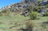 Coenonympha pamphilus: Taxon lyllus: Habitat (Spanien, Jaen, Santiago de la Espada, April 2024) [N]