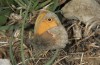 Coenonympha pamphilus: Taxon lyllus: Männchen (Spanien, Sierra de las Nieves bei Ronda, März 2019) [N]