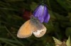 Male (France, Hautes-Alpes, Col d'Allos, 2350m, late July 2021)