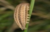 Hipparchia maderensis: Larva (e.l. Madeira 2013) [S]