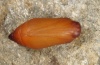Hipparchia maderensis: Pupa (e.l. Madeira 2013) [S]