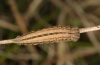 Hipparchia maderensis: Halbwüchsige Raupe (Madeira, Pico do Arieiro, März 2013)