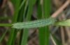 Lasiommata maera: Half-grown larva (eastern Swabian Alb, Southern Germany) [M]