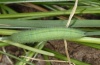 Lasiommata maera: Larva (Montafon) [S]