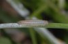 Erebia manto: L1-larva (e.o. SW-Bavarian Alps) [S]