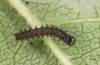 Euphydryas maturna: L2 larva (Sweden, Hallstavik, July 2020)