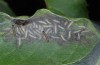 Euphydryas maturna: Webbing of L2 larvae (NE-Baden-Württemberg, July 2010)