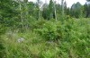 Euphydryas maturna: Larval habitat with a small ash with many egg batches (Sweden, Hallstavik, 09. July 2020) [N]