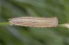 Erebia melampus: Half-grown larva [S]