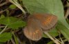 Erebia melampus: Female [N]